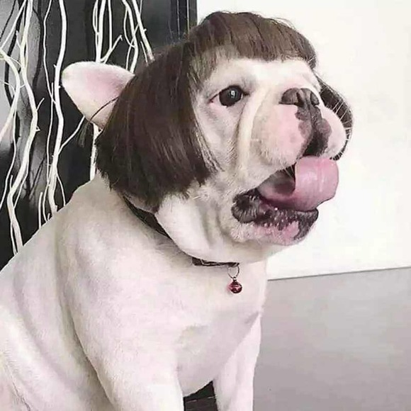 Other - Dog Wig 🎃 Hysterical Funny Gift Puppy Halloween Costume